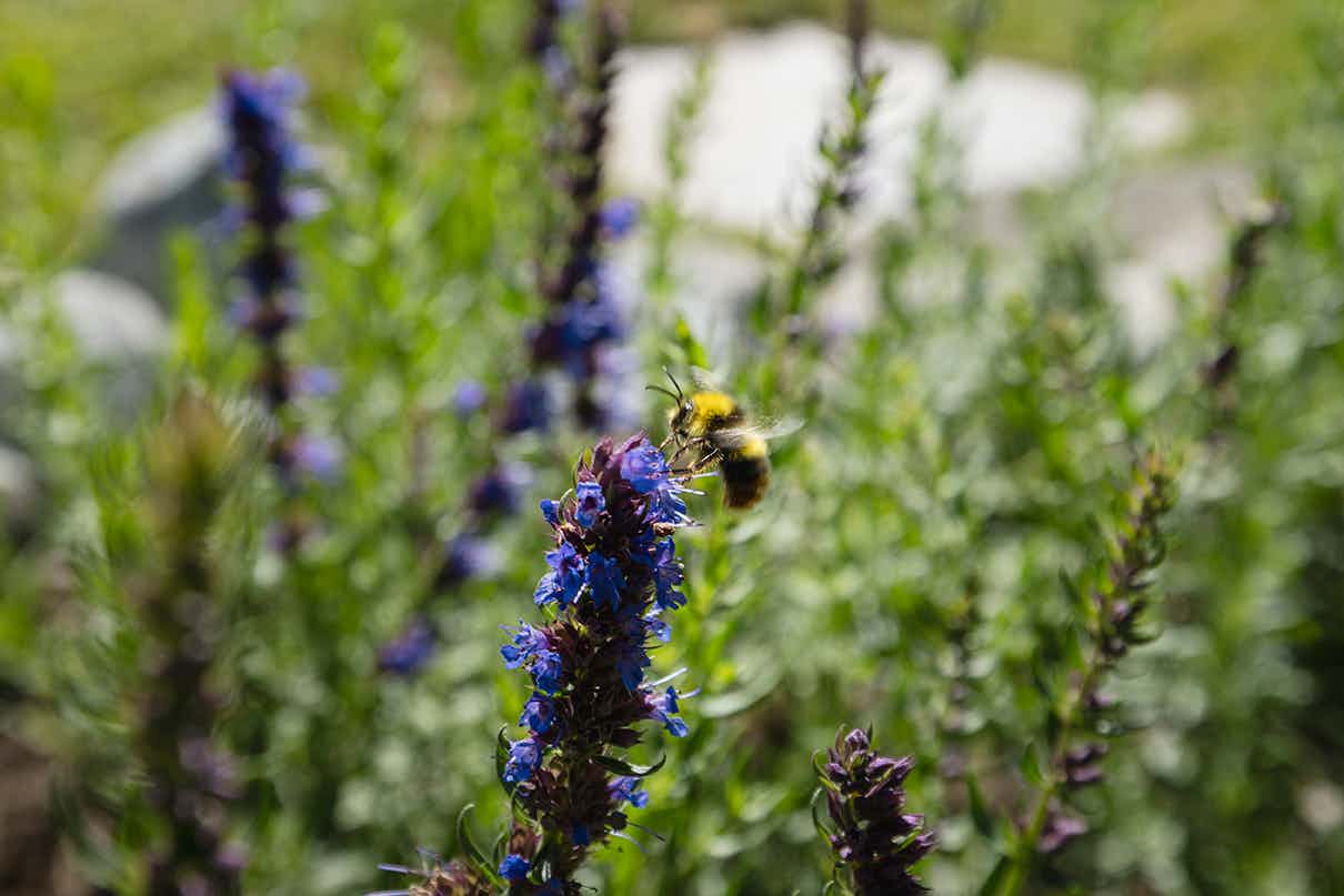 Herb Garden Pontresina